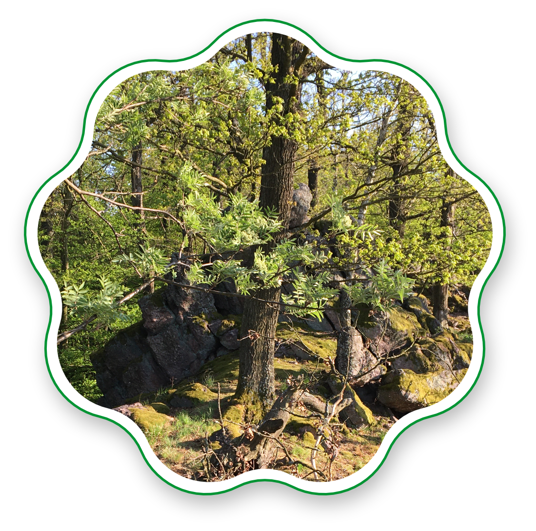 5 MINUT PĚŠKY DO PŘÍRODY